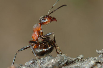 A red ant in firing position