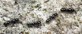 des fourmis en file