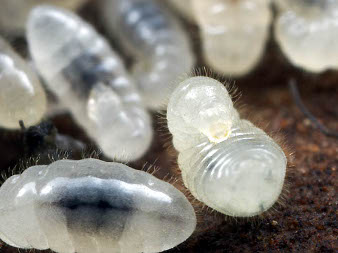 An ant larva