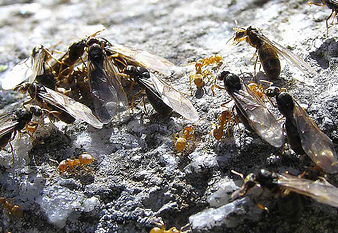Winged ants ready to fly 